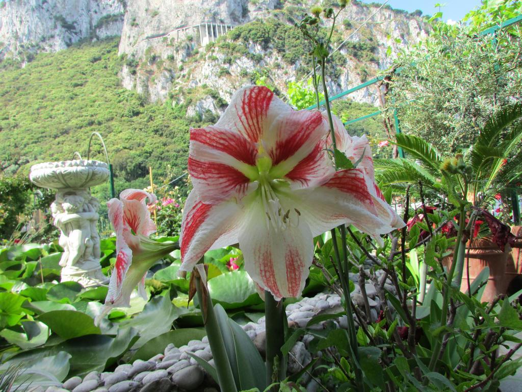 B&B Palazzo A Mare Capri Zewnętrze zdjęcie